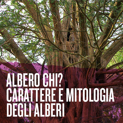 Albero chi? Carattere e mitologia degli alberi – Incontro Culturale